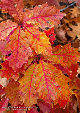 Oaken Veins, Spofford, NH