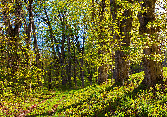 Golden Path, Guilford, Vt