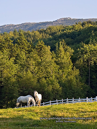 070808EveningGrasingDublinNH