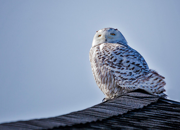 Snowy Owl on the Roof, Rye, NH