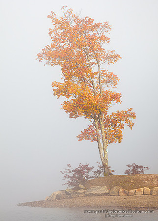 On the point, Spofford, NH