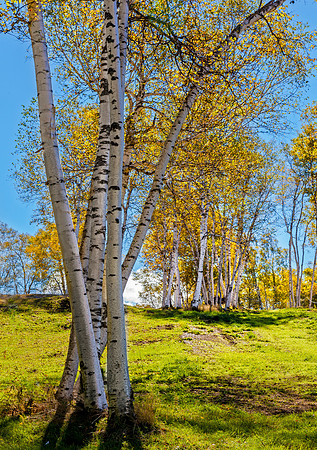 Horeses, birches, reading, Vermont