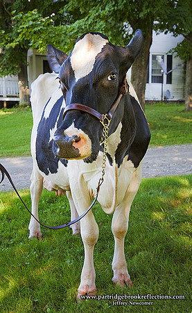 090803RachelStonewallFarmKeeneNH