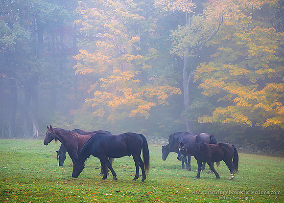 221011GrazingTheHerdChesterfieldNH