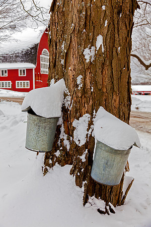 Vermont, Putney School, Putney, sap buckets