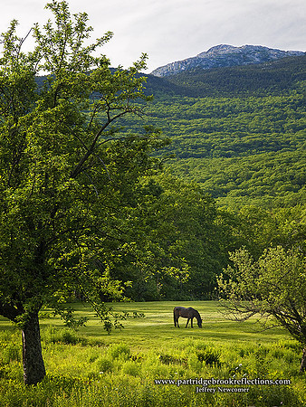 090617SheridanSpringPastureJaffreyNH