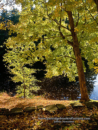 071013BacklightPondSurryNH