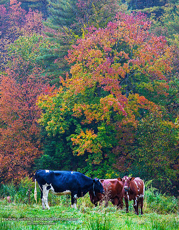 Pasture Colors, Chesterfield, NH