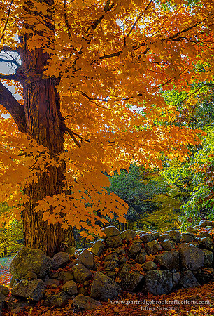 161016MorningMapleMarlboroughNH