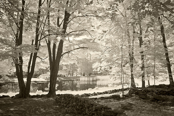 Trees and Pond, Yeau Rd, East Dover, Vermont