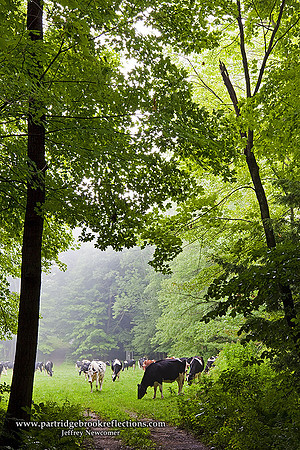 090801BackPastureStonewallfarmKeene