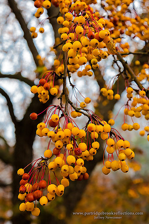 Autumn Harvest, Brattleboro, VT