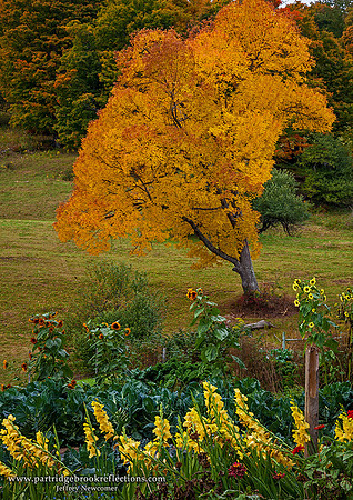 Pasture Flame, Pomfret, Vt
