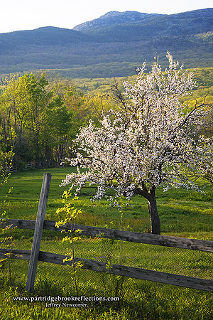 090513AppleBlossomSeasonJaffreyNH