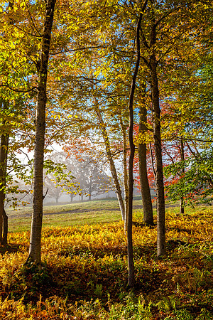 Through the Glade, Londonderry