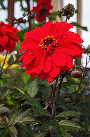 Walker Farm, Flowers, Dummerston, Vermont