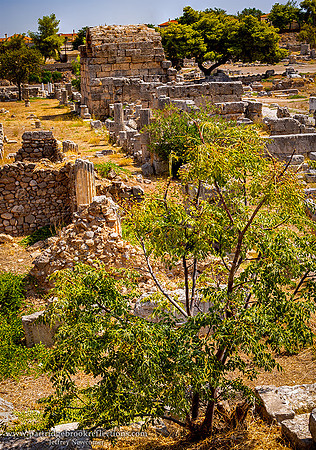 240909AncientCorinthOliveTreeCorinthGr-copy