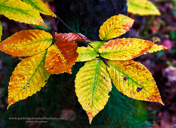Beach Leaf Sunset, Spofford, NH