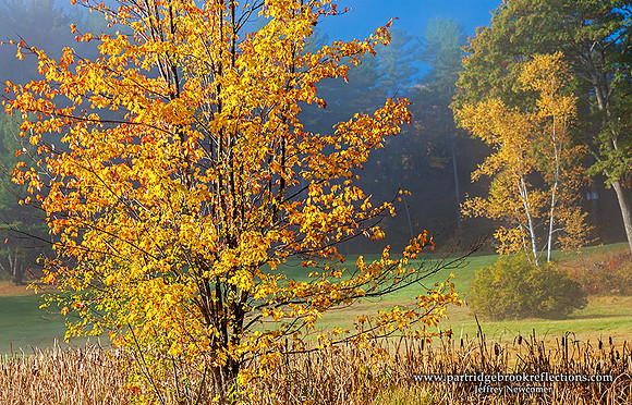 Near and Far, Spofford, NH