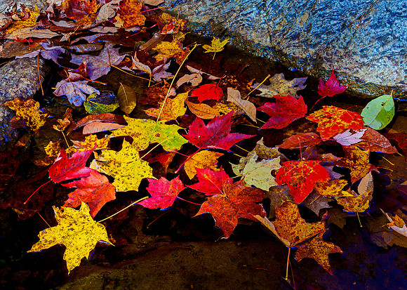 Autumn Pool, Coventry, Vt
