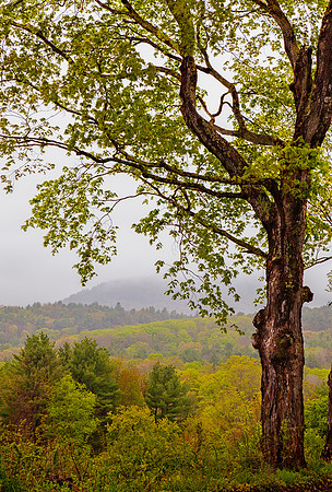May Leaves, Dummerston, Vt