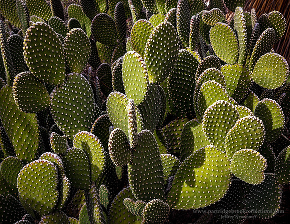 230311BunnyEarsCactusTucsonAz
