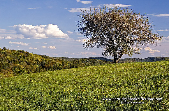 050519LoneAppleWalpoleSharp