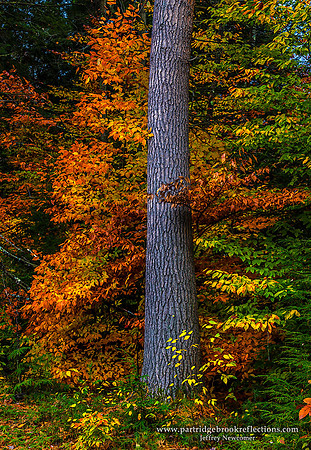 Forest Framed, Chesterfield, NH
