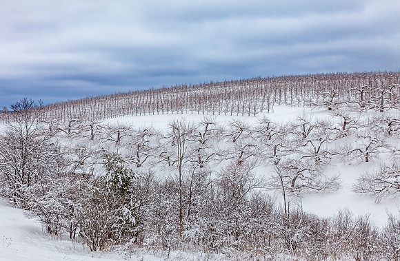 Orchard Hillside, Putney, Vt