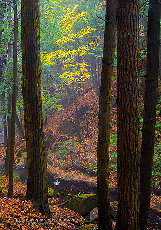 161103LightInTheForestChesterfieldNH