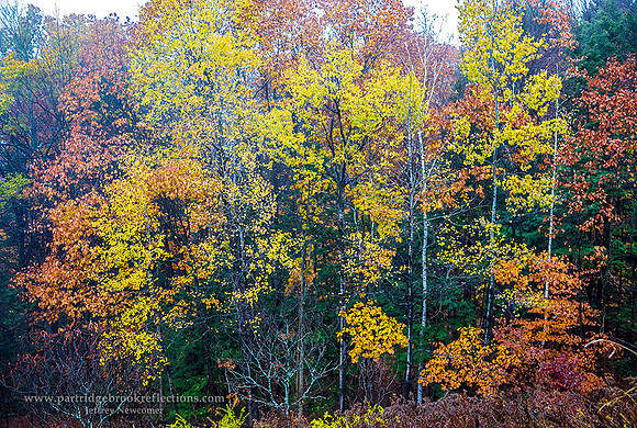 161103AutumnPointalismSpoffordNH