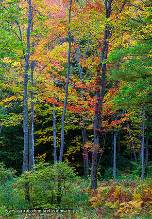 Autumn's Edge, Chesterfield, NH