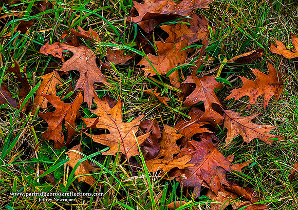 Oaken Carpet, Spofford, NH