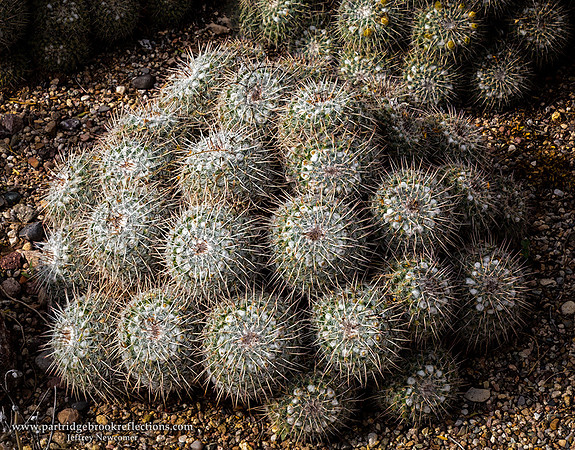 230311CactaceaeTucsonAz