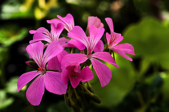 Pink Cluster, Dummerston, Vt